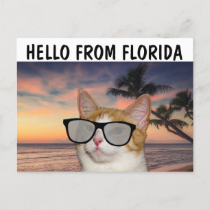 CAT ON BEACH HELLO FROM FLORIDA Postcards