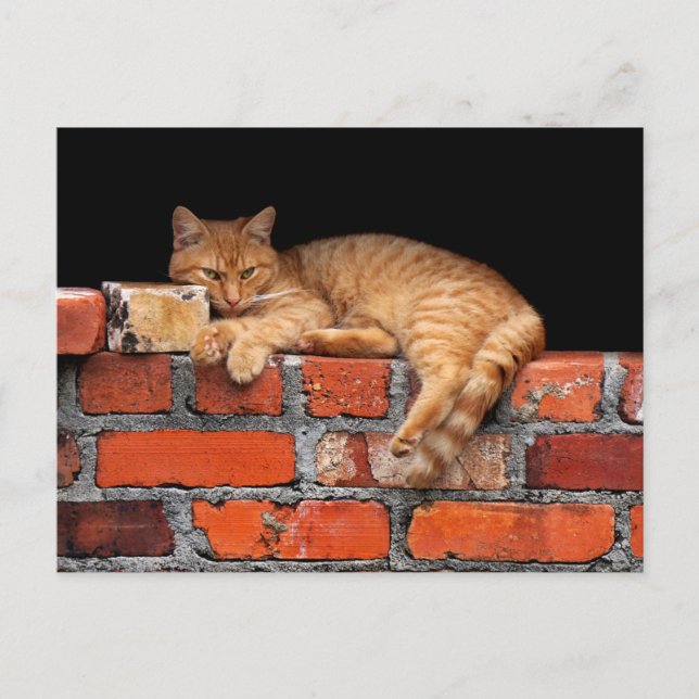 Cat on Brick Wall  Postcard (Front)