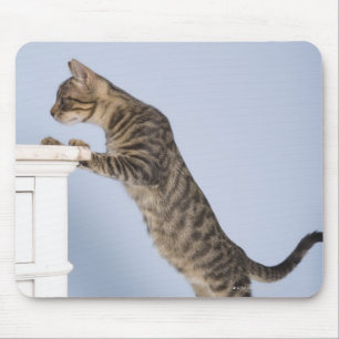 Cat on Chair, Dusseldorf, North Mouse Mat