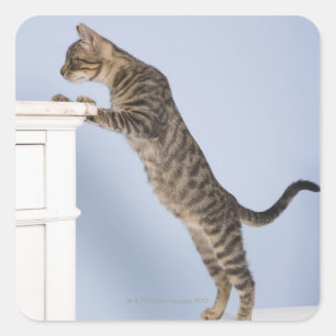 Cat on Chair, Dusseldorf, North Square Sticker