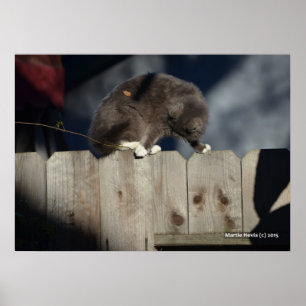 Cat on Fence (10) Poster