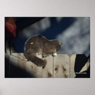 Cat on Fence (16) Poster