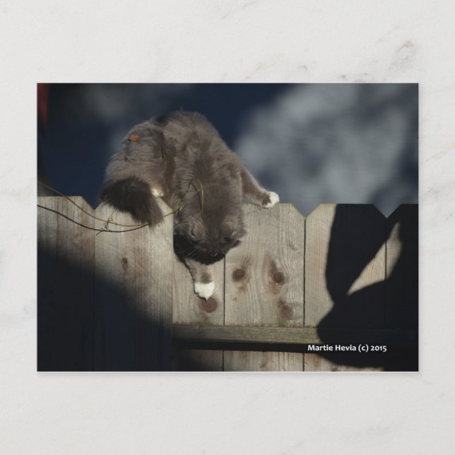 Cat on Fence (18) Postcard (Front)
