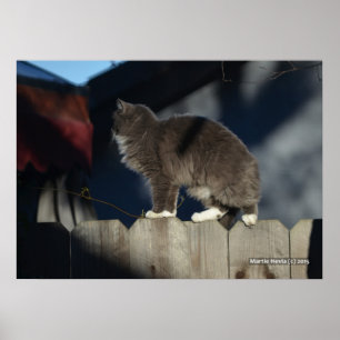 Cat on Fence (20) Poster