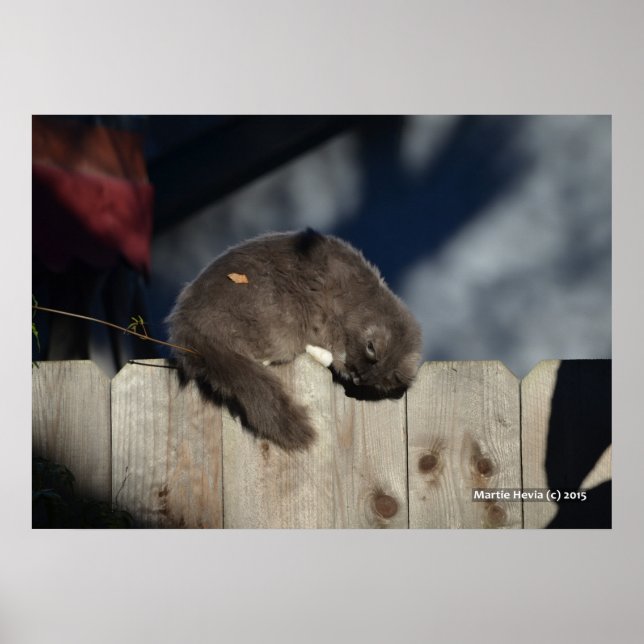 Cat on Fence (3) Poster (Front)