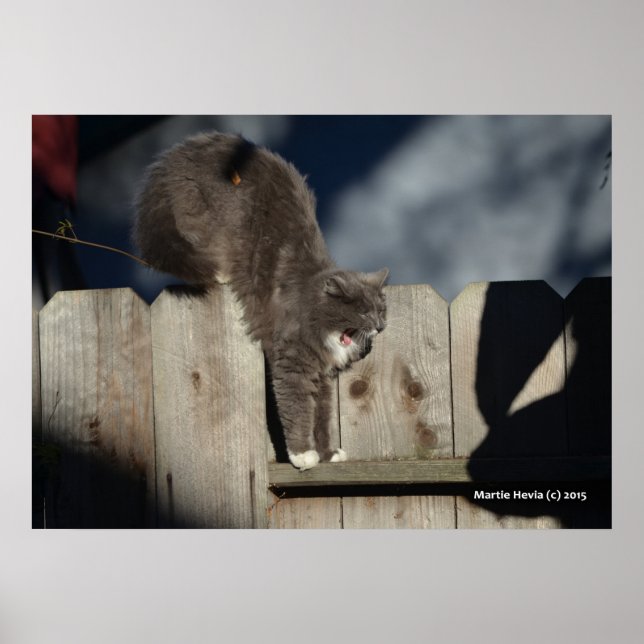 Cat on Fence (7) Poster (Front)