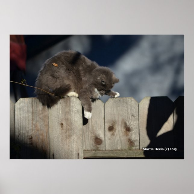 Cat on Fence (9) Poster (Front)