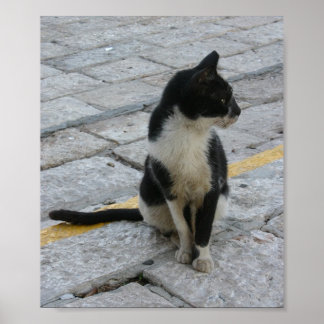 cat on pavement poster