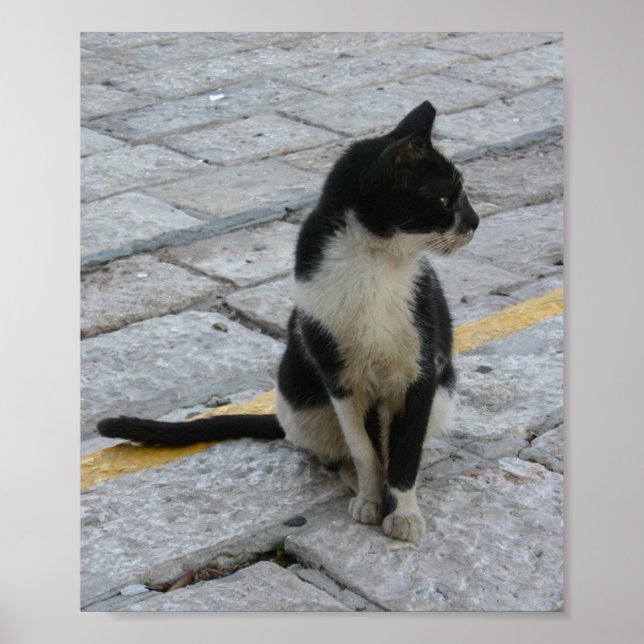 cat on pavement poster (Front)