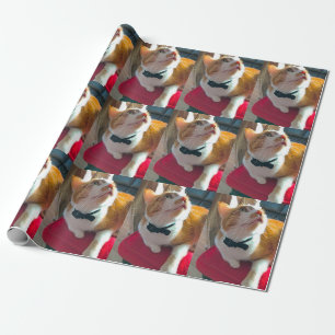 Cat on red cushion wrapping paper