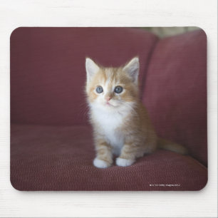 Cat on sofa mouse mat