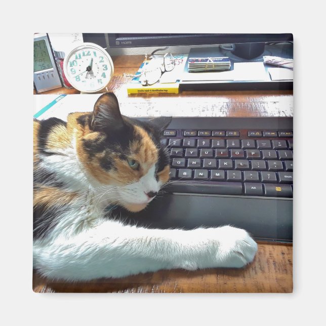 Cat on the Keyboard Magnet (Front)