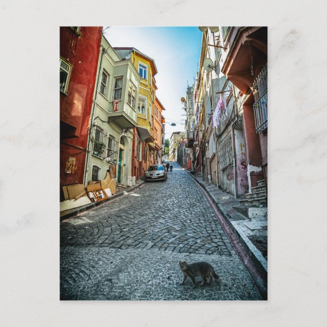 Cat on the street of Istanbul Postcard (Front)