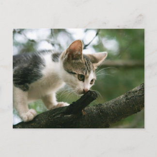 Cat on the tree v2 postcard
