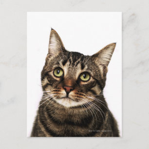 Cat on white background 2 postcard