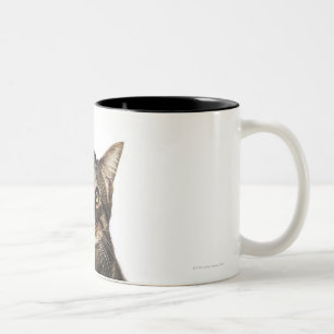 Cat on white background 2 Two-Tone coffee mug