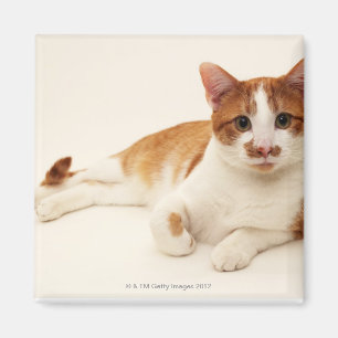 Cat on white background magnet