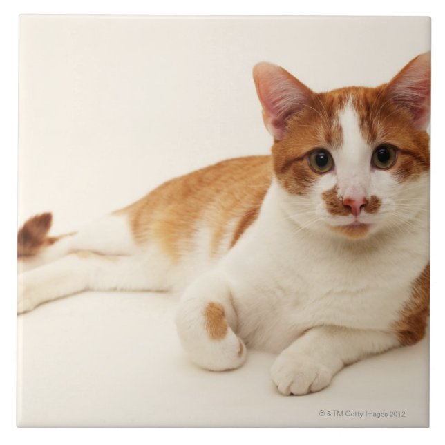 Cat on white background tile (Front)