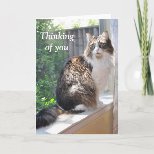 Cat on windowsill card