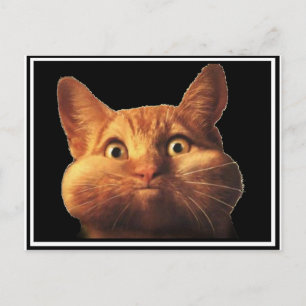 CAT OOPS POSTCARD