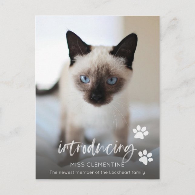 Cat or Kitten Adoption, Introducing New Pet Photo Postcard (Front)