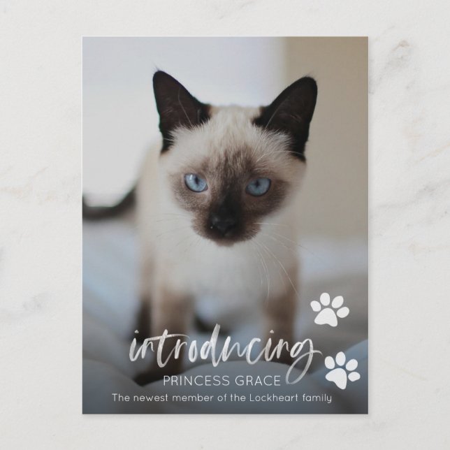 Cat or Kitten Adoption Photo Card, Introducing Pet Postcard (Front)