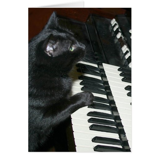 Image of Cat organ recital