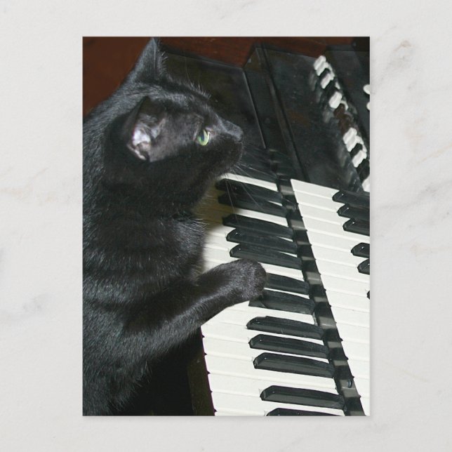Cat organ recital postcard (Front)