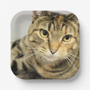 Cat Paper Plate