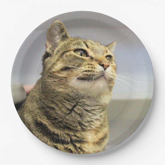 Cat     paper plate (Front)