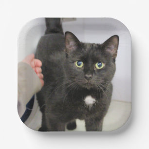 Cat paper plate