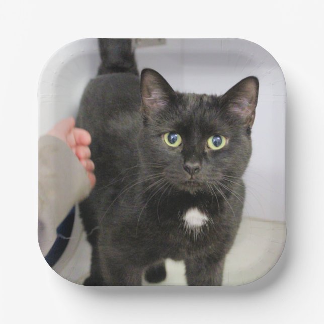 Cat   paper plate (Front)