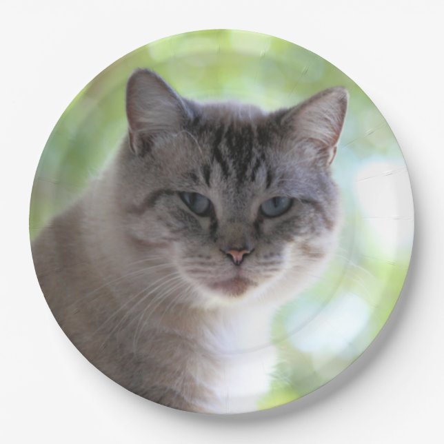 Cat  paper plate (Front)
