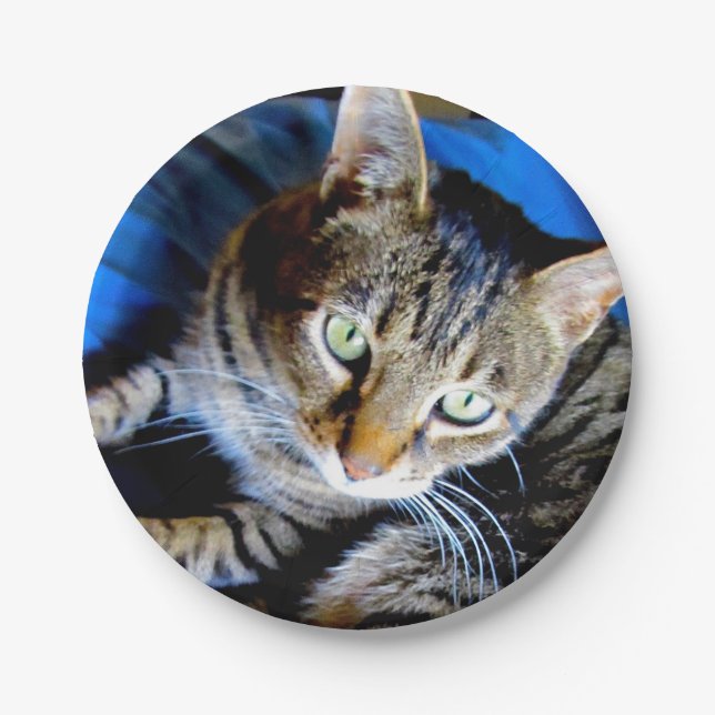 Cat Paper Plates (Front)