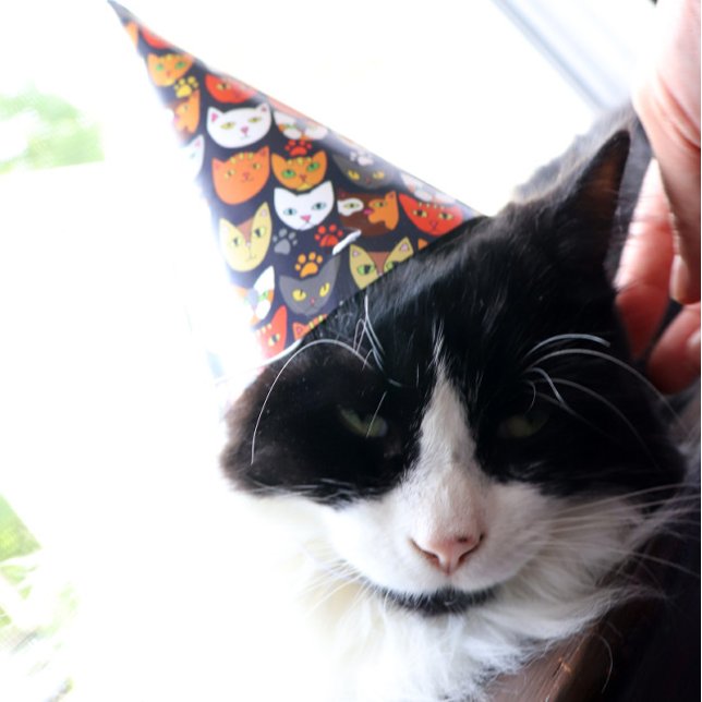 Cat Party Party Hat (Creator Uploaded)