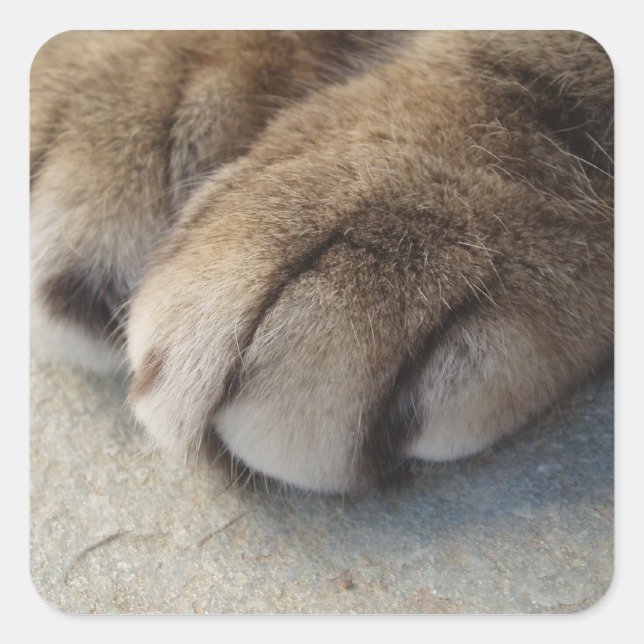 Cat Paw Stickers (Front)