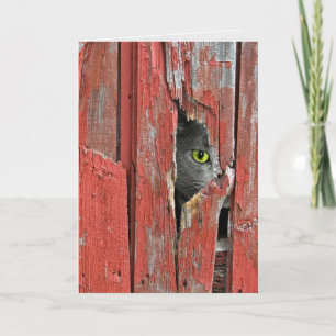 Cat peeking in barn wood hole card