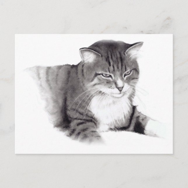 Cat: Pencil Drawing: Original Art Postcard (Front)