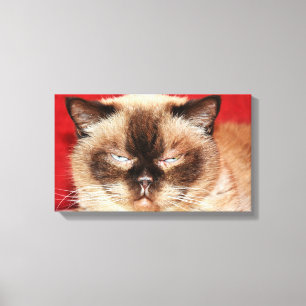 CAT PERSIAN SLEEEPY STRETCHED CANVAS PRINT