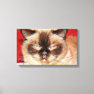 CAT PERSIAN SLEEEPY STRETCHED CANVAS PRINT
