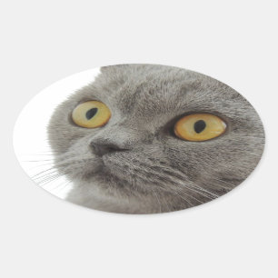 Cat Pet Animal Grumpy Frown Peace Love Destiny Oval Sticker