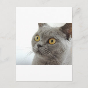 Cat Pet Animal Grumpy Frown Peace Love Destiny Postcard