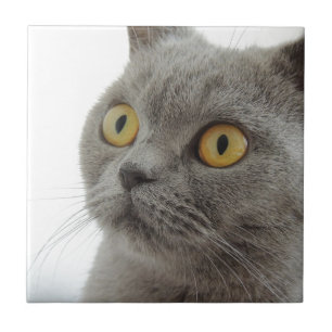 Cat Pet Animal Grumpy Frown Peace Love Destiny Tile