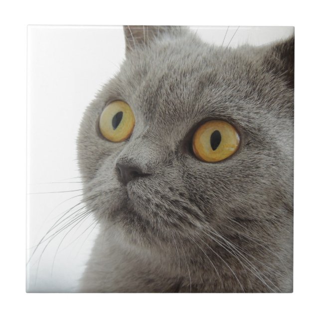 Cat Pet Animal Grumpy Frown Peace Love Destiny Tile (Front)