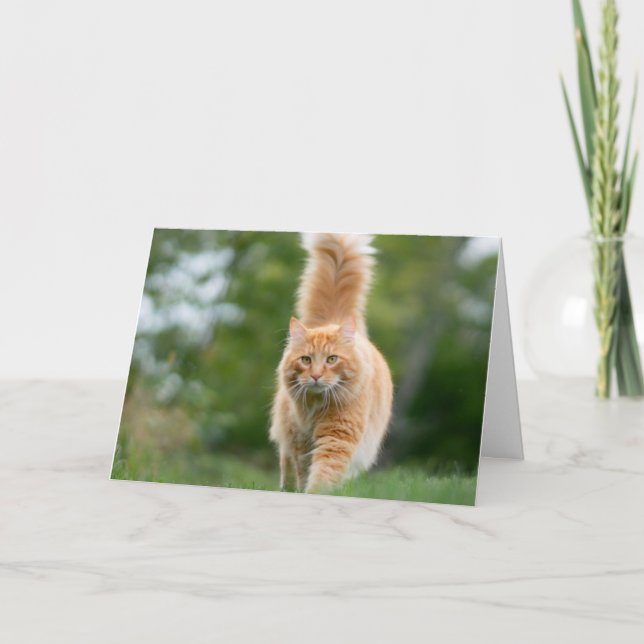 Cat - Pet card (Front)