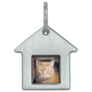 Cat       pet ID tag