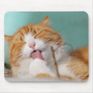 cat, pet, lick,animal mouse mat