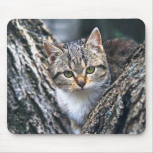 cat, pet, nature mouse mat