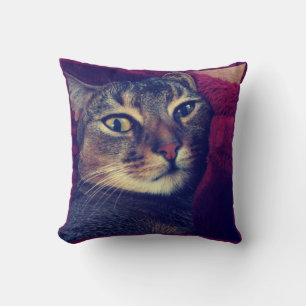 Cat photo, cat, Pets, funny cat, Cushion