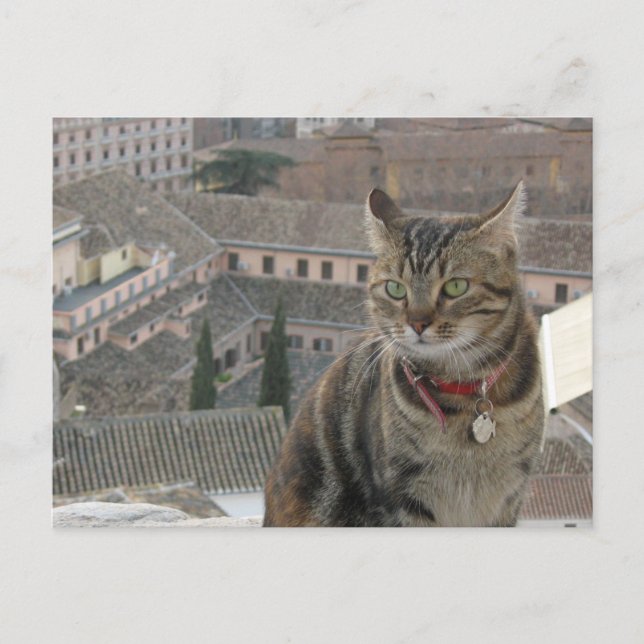 Cat Photo Postcard (Front)